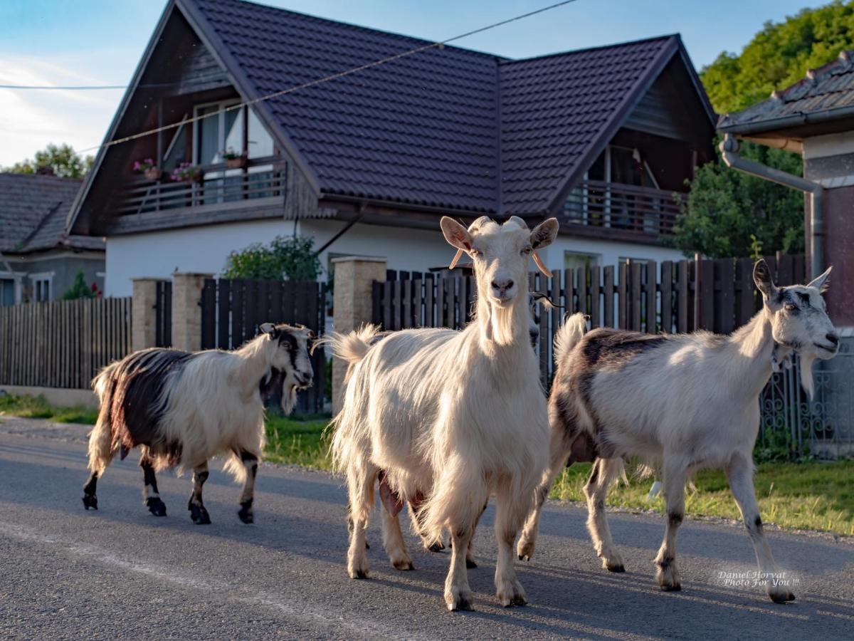 Agropensiunea Rafila Piglisa Esterno foto